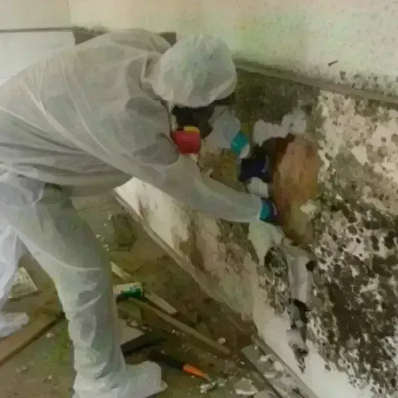 Mold Remediation and Removal in Carpentersville, IL